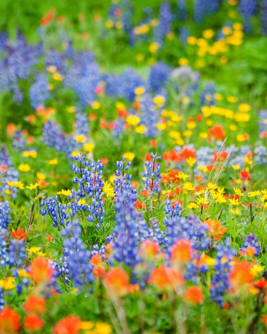 Download Wildflower Viewing In Greater Portland The Official Guide To Portland