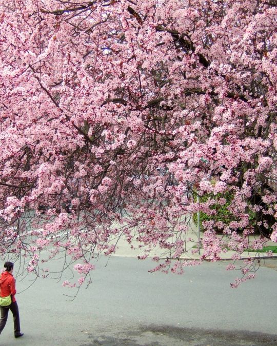person walking under trees full of cherry blossoms at Waterfront Park