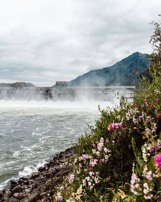 mist rises from a large river dam in the distance, behind wildflowers blooming on the shoreline