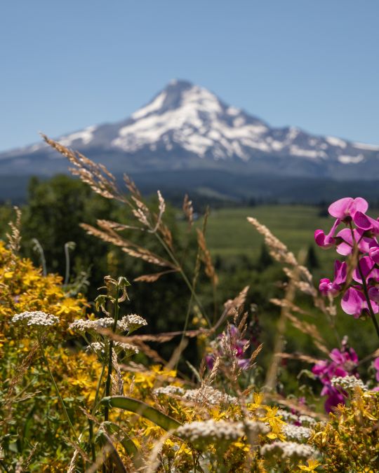 Close-up of wildflowers with Mt. Hood in the background