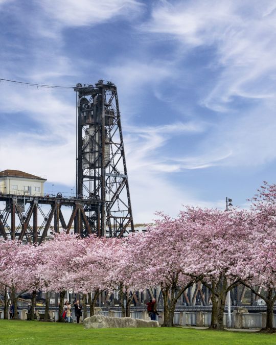 Where to Find Portland Cherry Blossoms The Official Guide to Portland