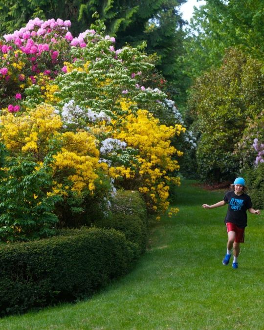 large pink and yellow rhododendron are the backdrop for a young woman playing in Portland’s Washington Park.
