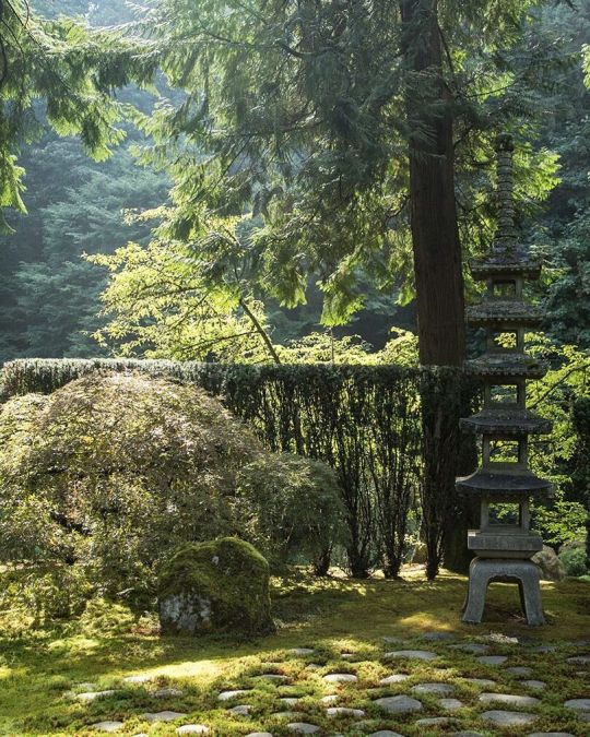 sun on Japanese maple and fir tress