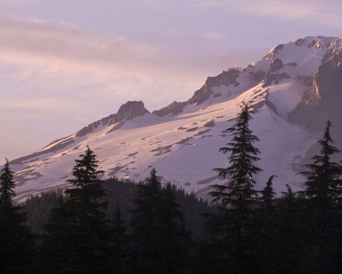 soft pinks and purples in the sky near the snowy top of Mount Hood with black outlines of trees in the foreground