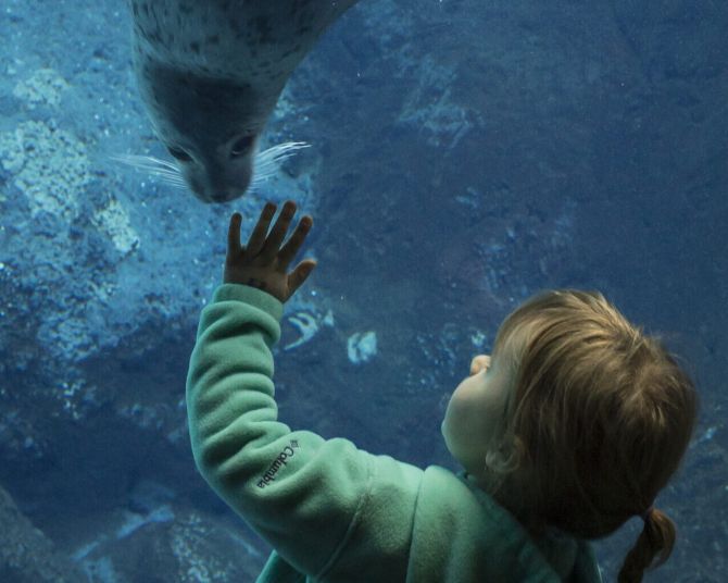 a child in a hoodie and ponytail holds a hand against the glass of a seal habitat, behind which a blue-gray seal swims, its nose near the child's hand