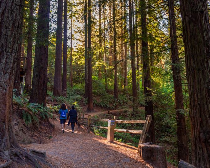 two people walk as sun filters through fir trees on a path through an urban arboretum