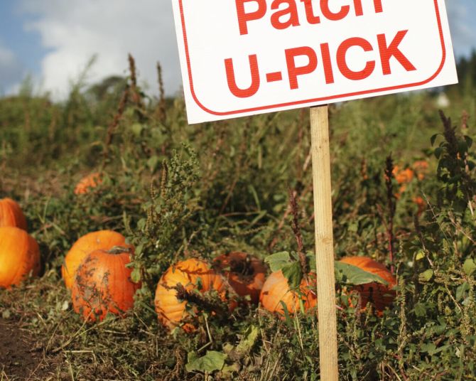 sunny day at a pumpkin patch with a sign in orange lettering reading pumpkin patch u-pick