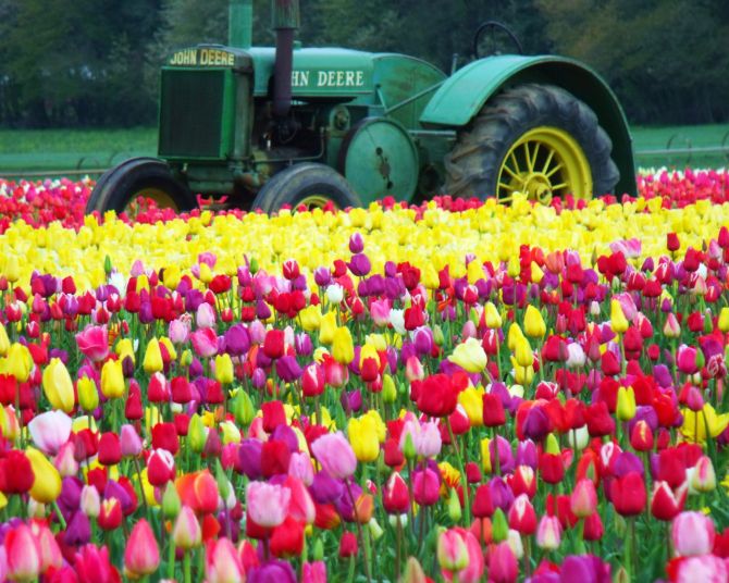a tractor sits among rows of blooming tulips on a farm