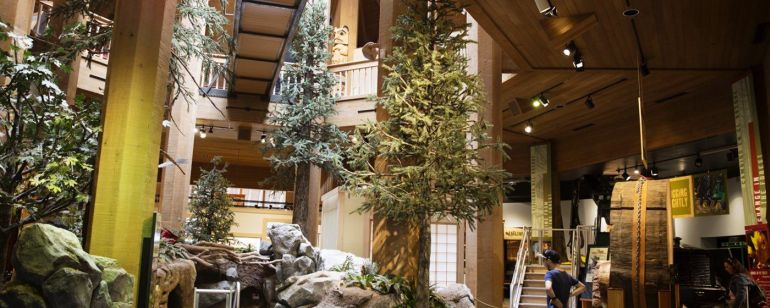 a tree museum