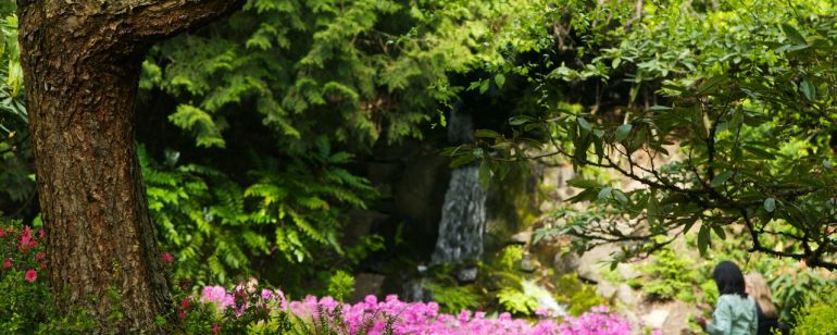 two people admiring a large blooming rhododendron