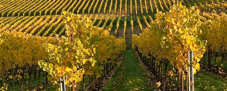 wine vineyard
