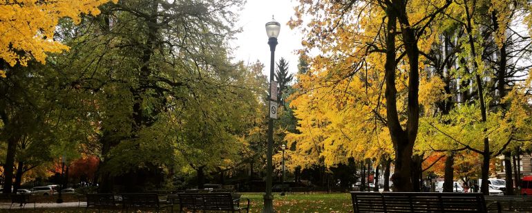 A city park in autumn with yellow leaves on the large trees and the ground