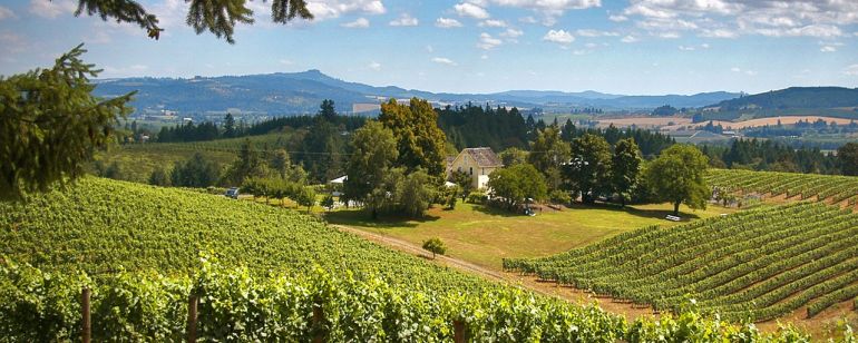 a grape vinyard on a sunny day