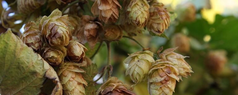 fresh hops on the vine