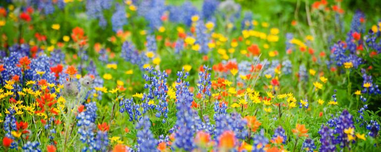 Wildflower Viewing in Greater Portland | The Official Guide to Portland