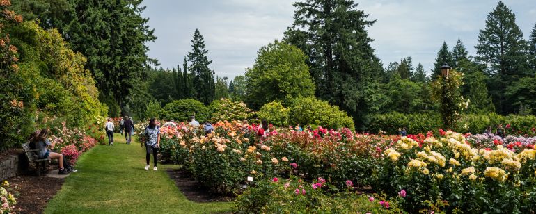 The International Rose Garden in Washington Park contains thousands of different types of roses and offers great city views.