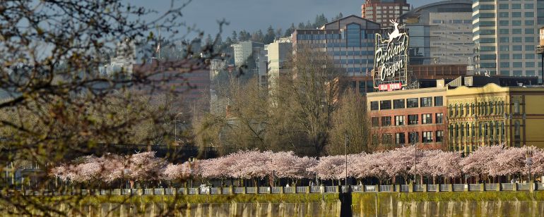 Spring cherry blossoms along Waterfront Park