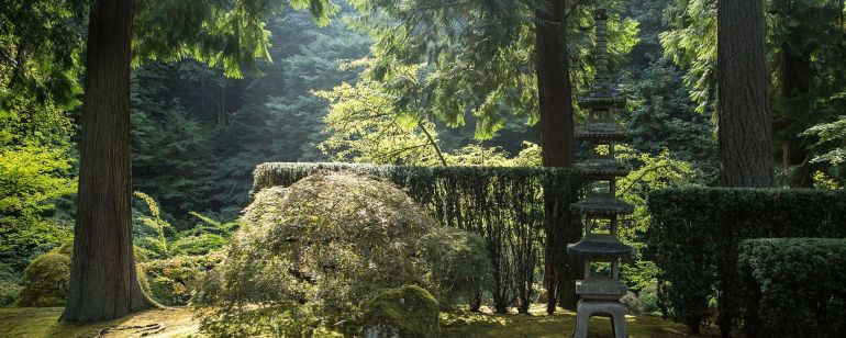 sun on Japanese maple and fir tress