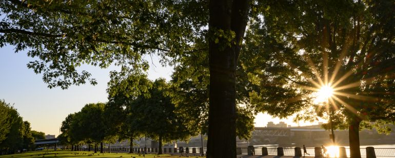 sunrise through trees with grassy field on waterfront park
