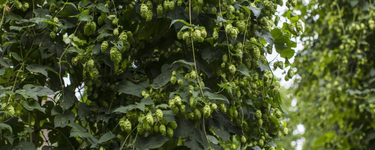 A lush hops plant laden with ripe cones