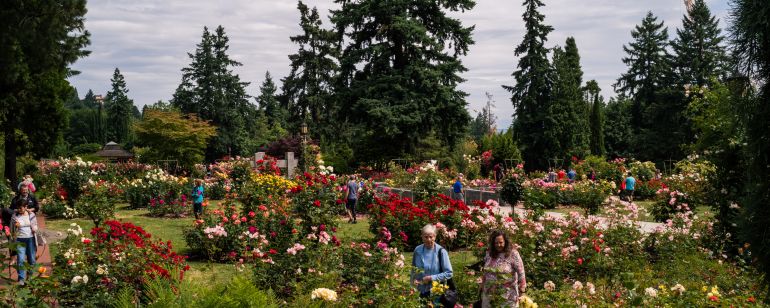 people amble through a rose garden in full bloom