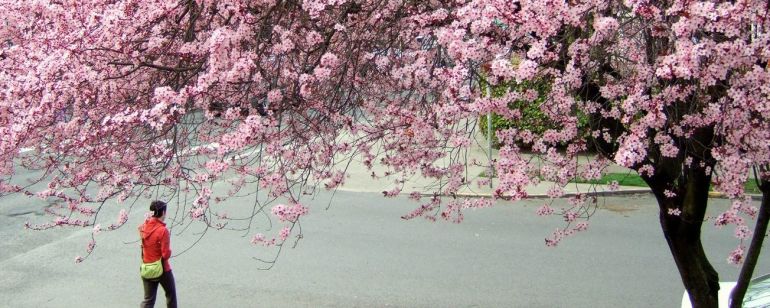 person walking under trees full of cherry blossoms at Waterfront Park