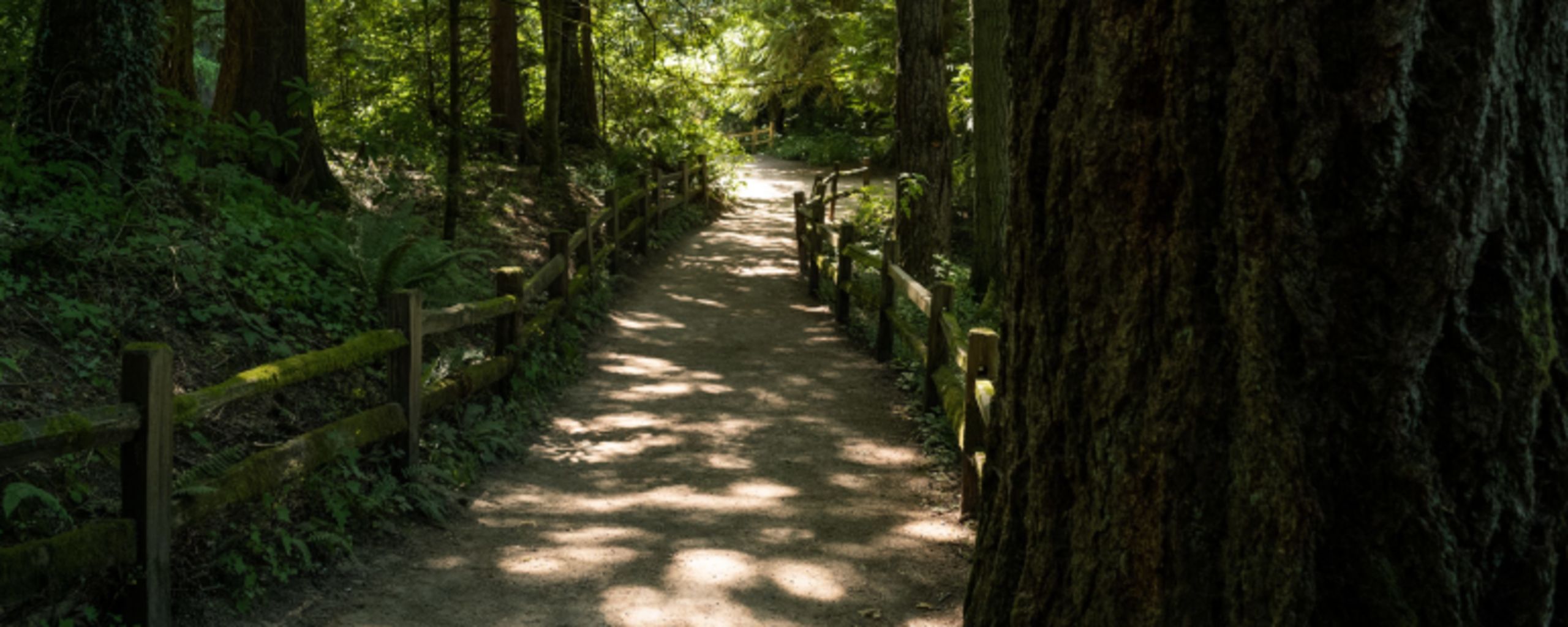 sun dappled trail in forest setting