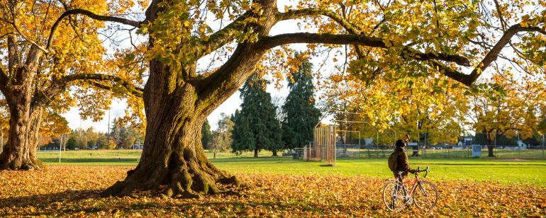 a cyclists walks through piles of autumn leaves beneath a very large tree with more yellow leaves, in autumn