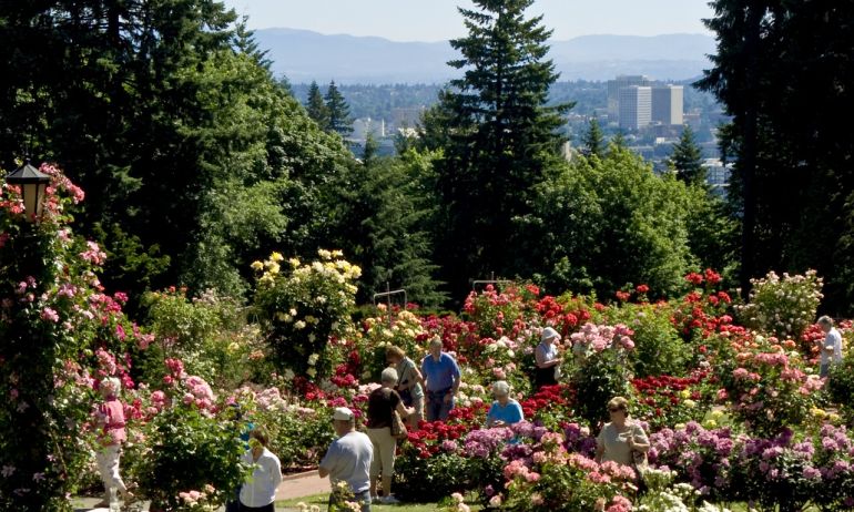 people visiting a blooming Rose Garden in Washington Park