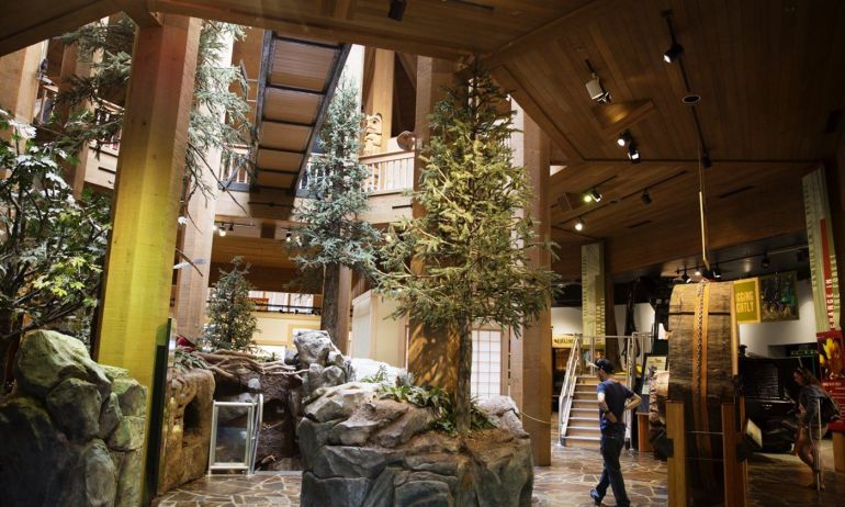 person walking through a museum exhibition of different trees