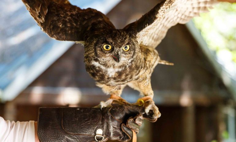 an owl with its wings spread