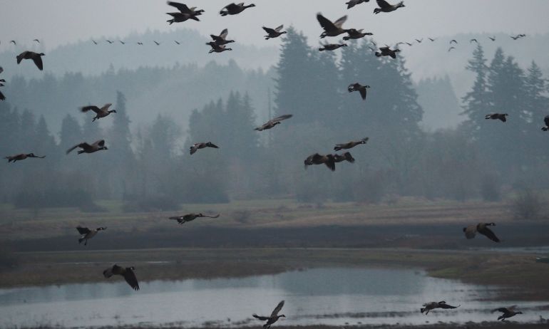 a flock of Canadian geese take flight at the Tualatin River National Wildlife Refuge