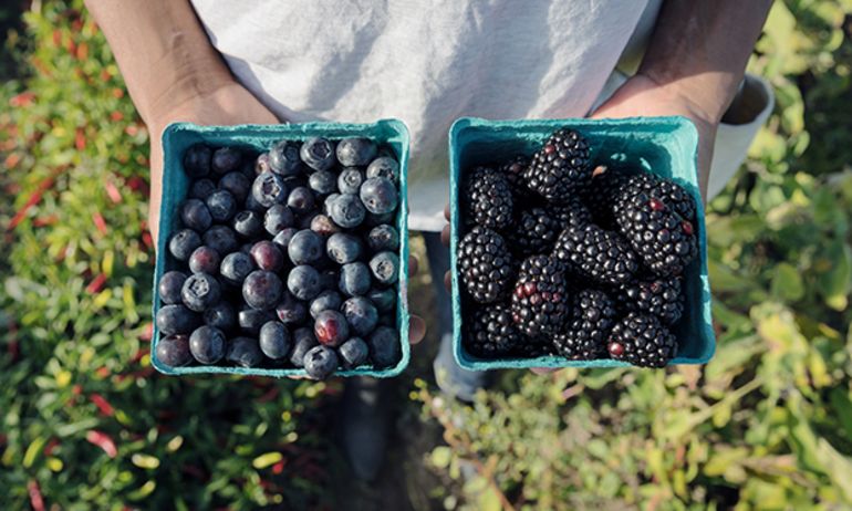 person holding two pints of ripe berries