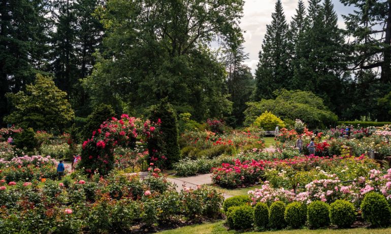 roses bushes, climbing roses in large lush rose garden