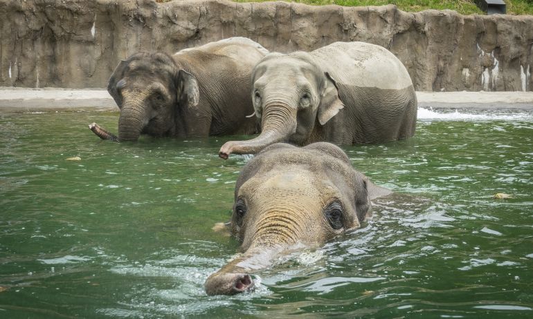 three elephants are in a pool; two in the background standing and one in the foreground submerged up to its eyes