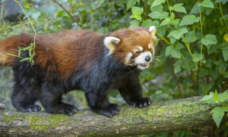 a red panda walks on a tree limb, surrounded by leaves