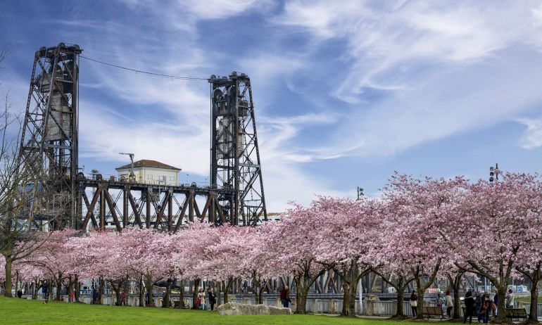 cherry blossoms burst from the trees with a bridge, blue sky and wisps of clouds above