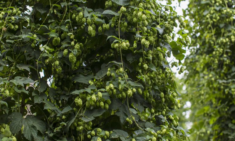 A lush hops plant laden with ripe cones