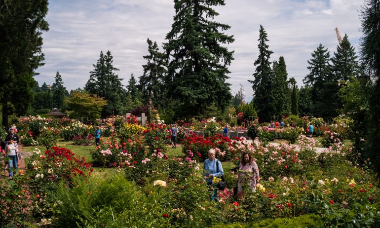 people amble through a rose garden in full bloom