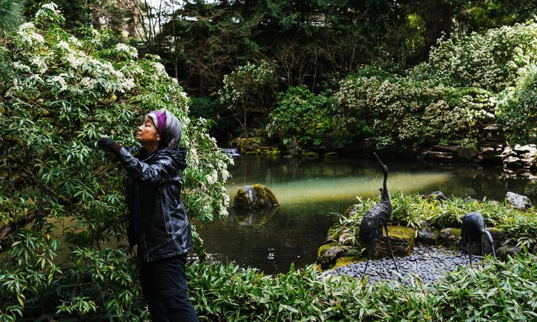 A gardener attends to a tree within Portland Japanese Garden
