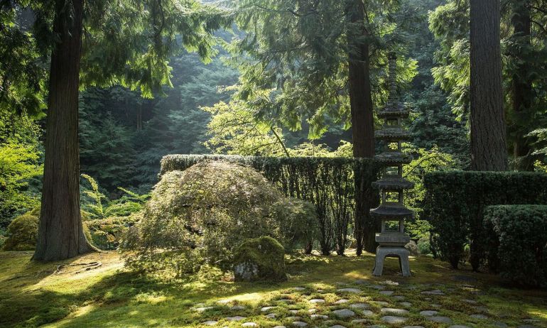 sun on Japanese maple and fir tress