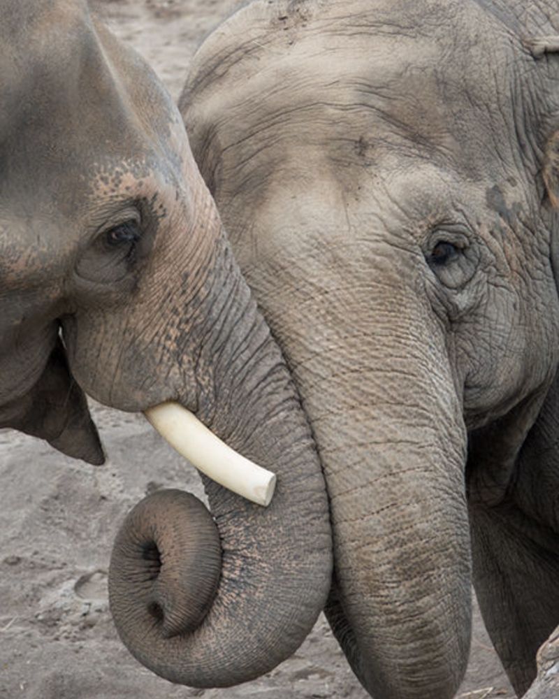 two elephants touching trunks