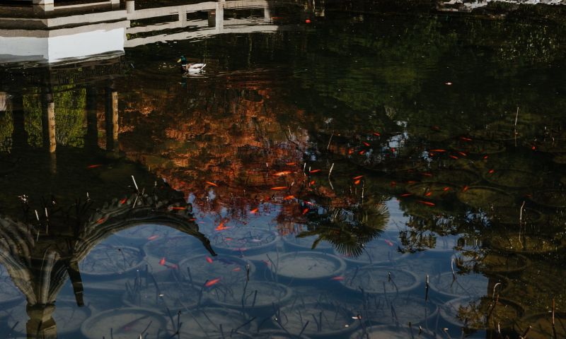 fish in pond with reflection