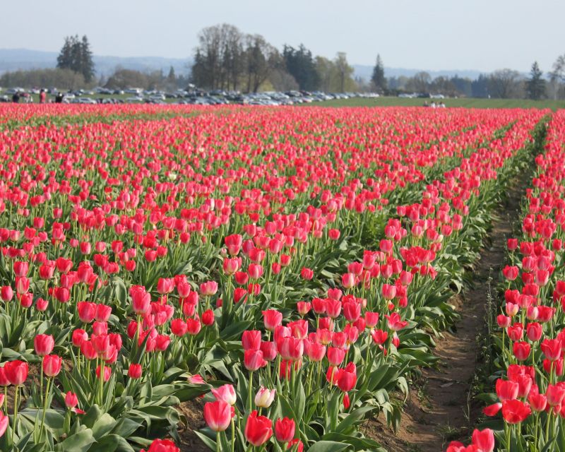 rows of red tulips at a tulip farm