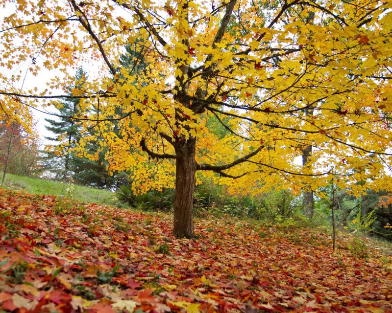 Ask an Expert! Peculiar Herbaceous Spring Natives - Hoyt Arboretum