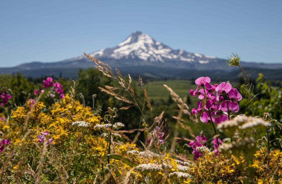 colorful wildflowers with a snowy mountain in the distance on a beautiful day