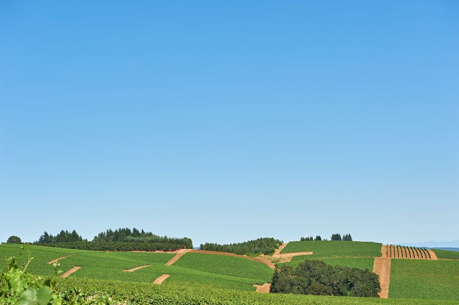 rolling green hills of vineyard with a blue sky