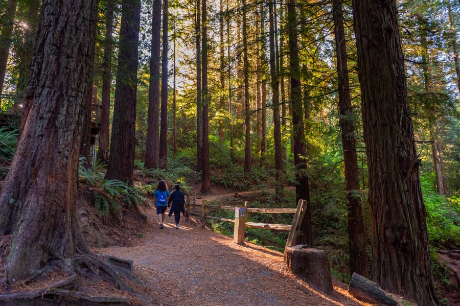 two people walk as sun filters through fir trees on a path through an urban arboretum