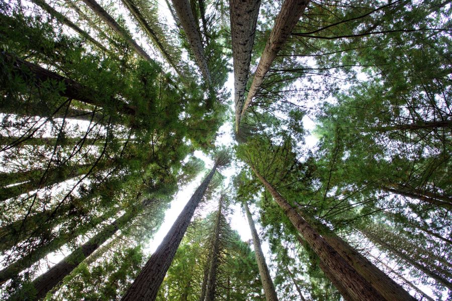 looking up through towering evergreen trees to a bright sky