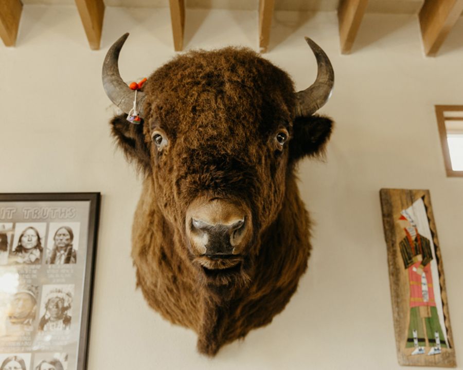 A bison head mounted on a wall between framed Native American art.